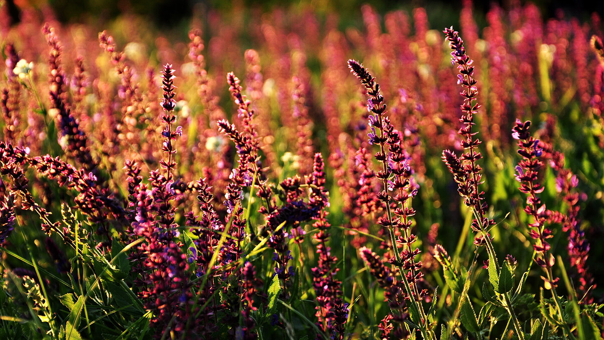 开云体育入口-半场战报：北京54-51略占优势，悬念继续！，北京54和2000的区别